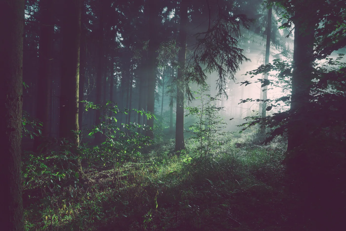 Camino en bosque de niebla