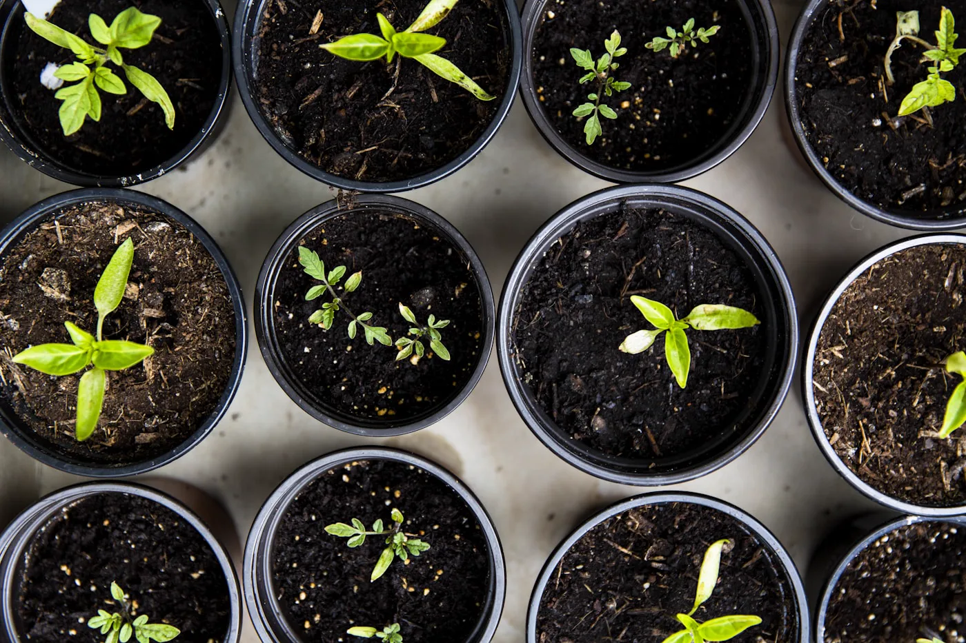 Botellas y cubetas recicladas como contenedores de cultivo